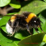 Dunkle Erdhummel (Bombus terrestris)