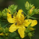 Hypericum-Blüte