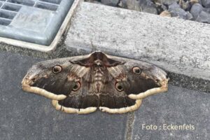 Wiener Nachtpfauenauge, Fundort Gondelsheim